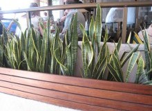 Kwikfynd Indoor Planting
cooriemungle