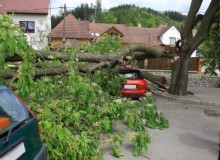 Kwikfynd Tree Cutting Services
cooriemungle