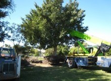 Kwikfynd Tree Management Services
cooriemungle