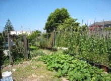 Kwikfynd Vegetable Gardens
cooriemungle
